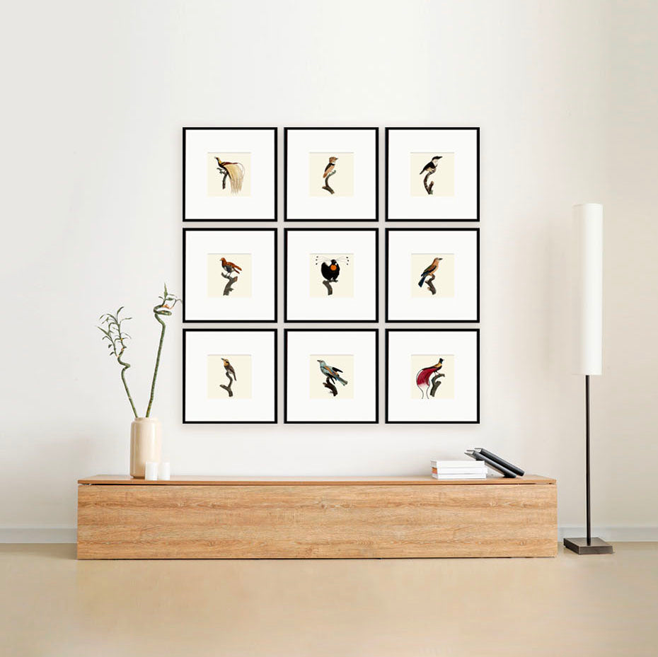 oak and robin set of 9 gallery wall with framed and matted vintage bird illustrations